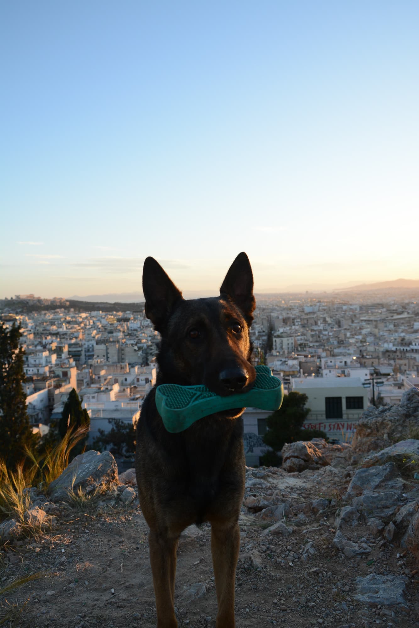 Dogs photo 1