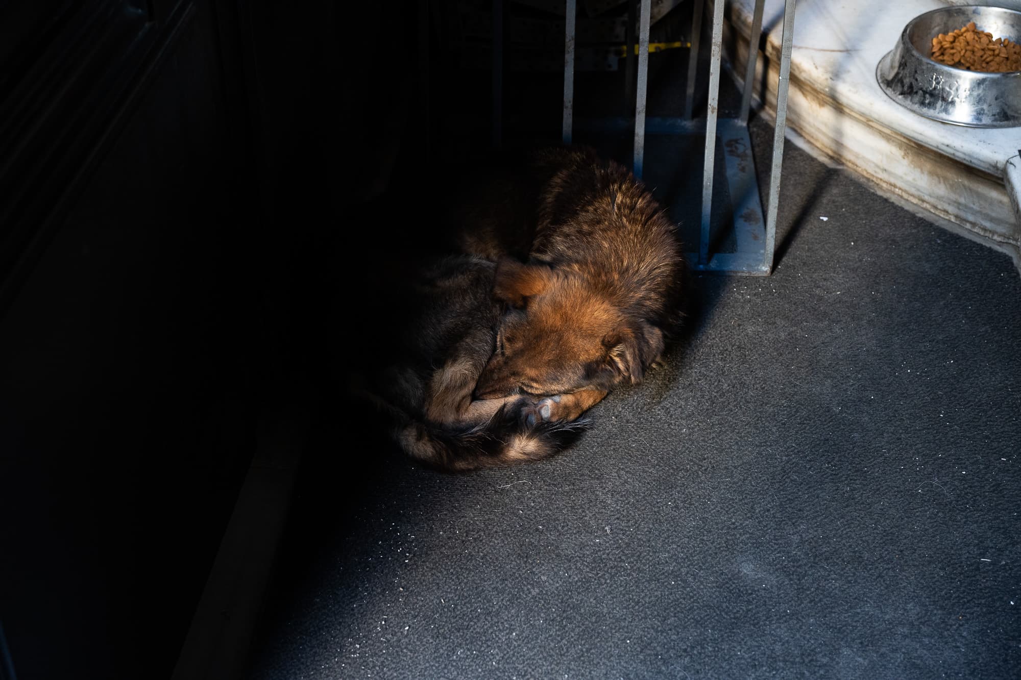 Dogs photo 2