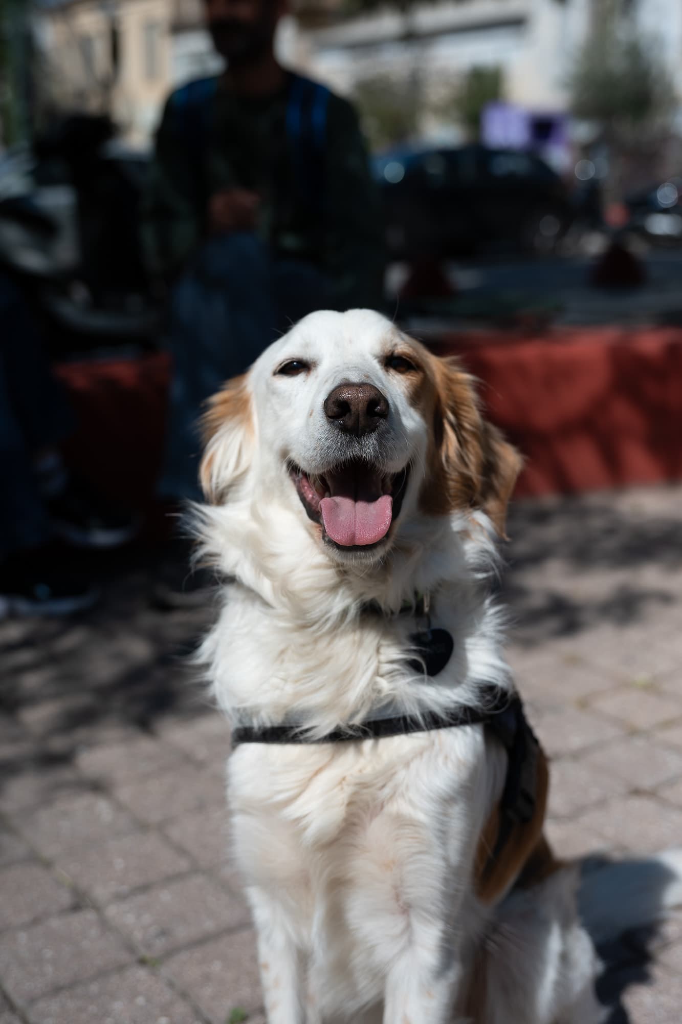Dogs photo 3