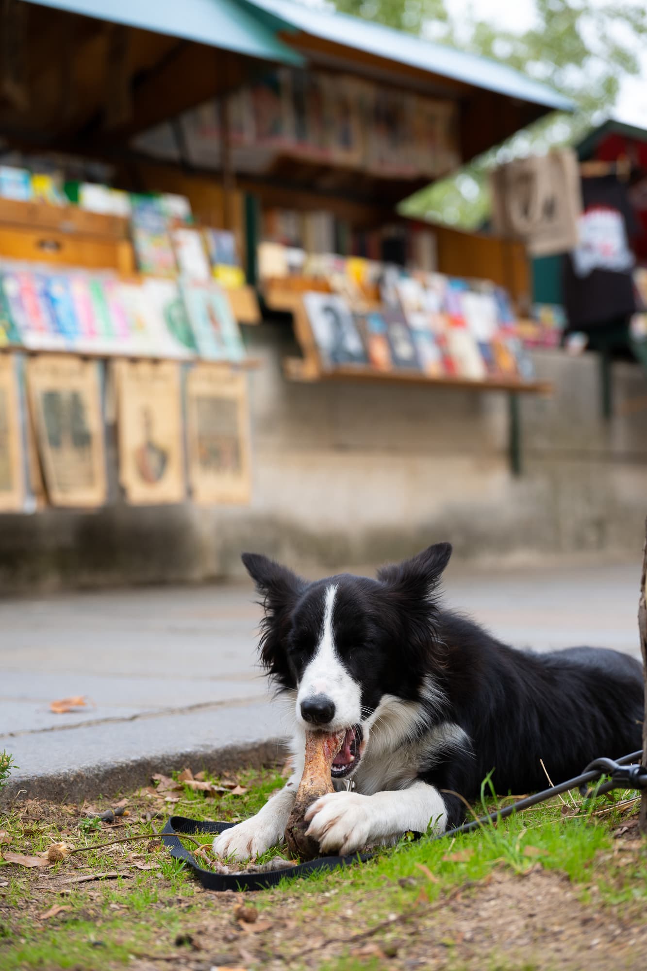 Dogs photo 4