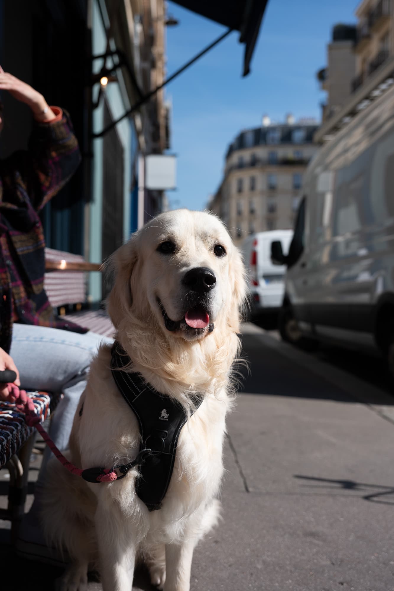 Dogs photo 5
