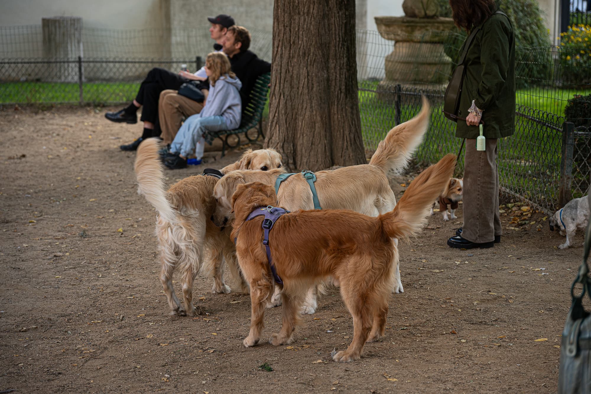 Dogs photo 6