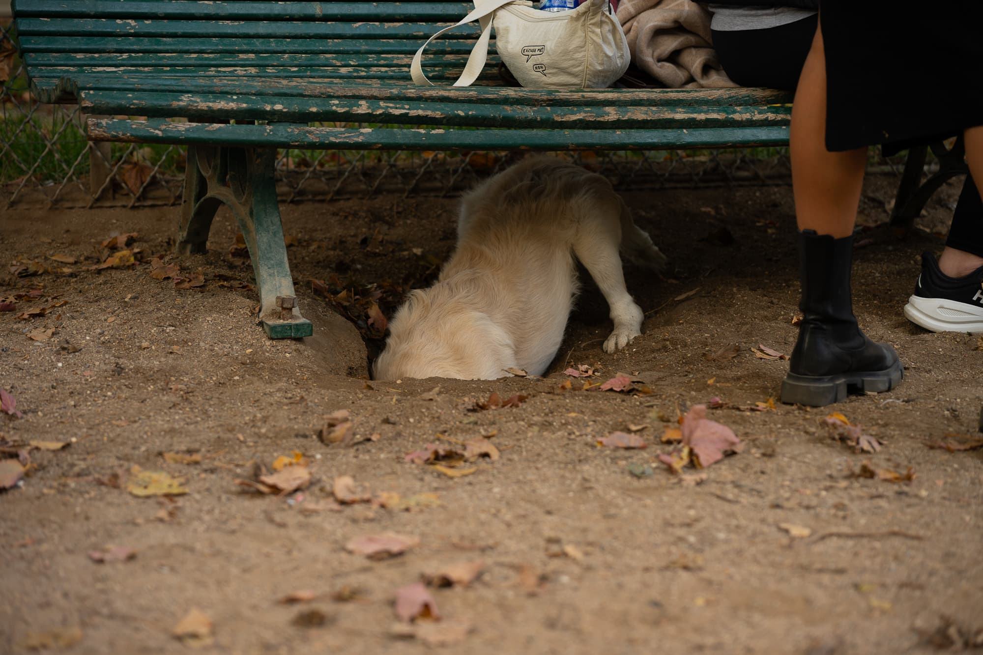 Dogs photo 7