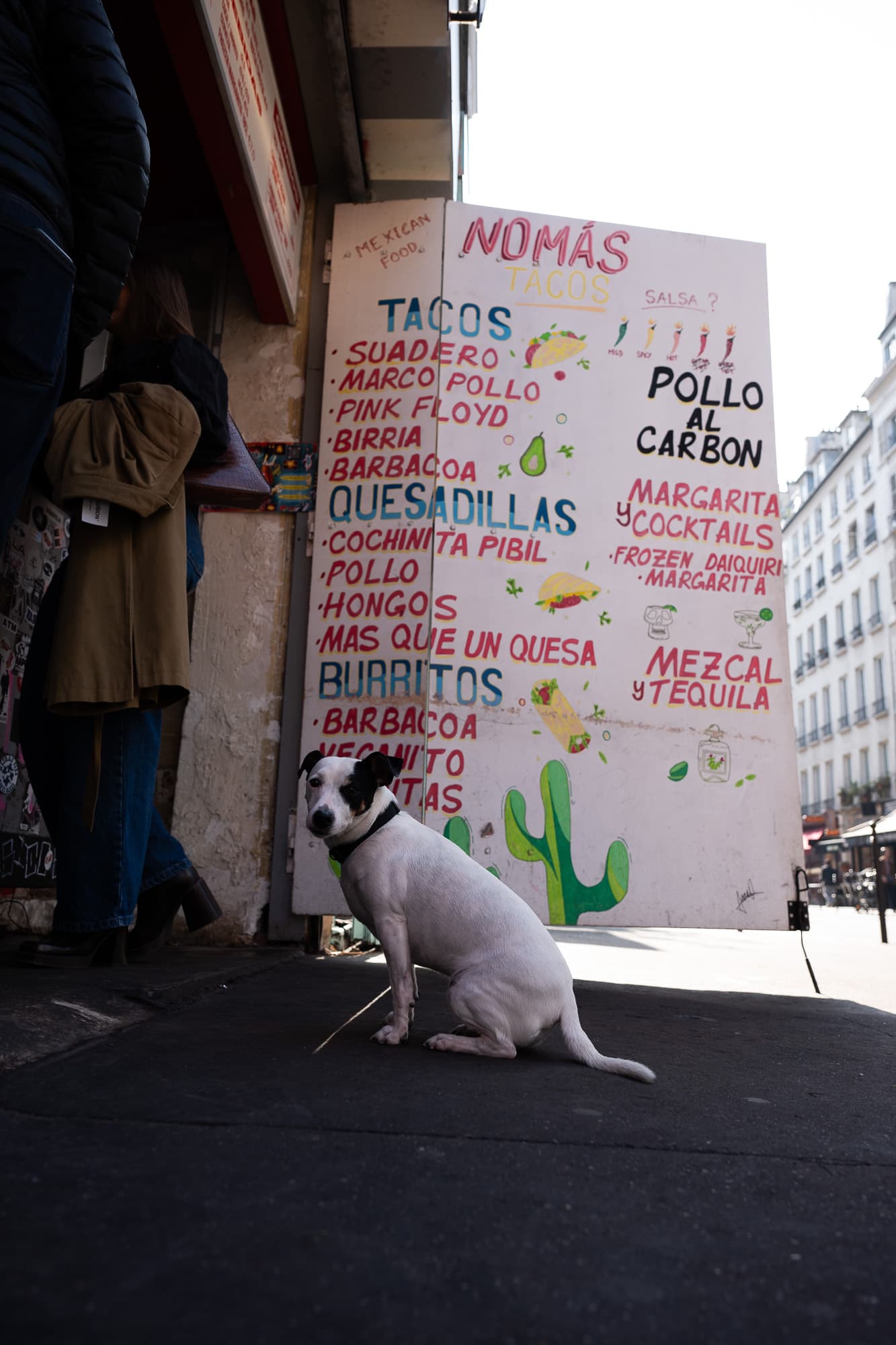 Dogs photo 8