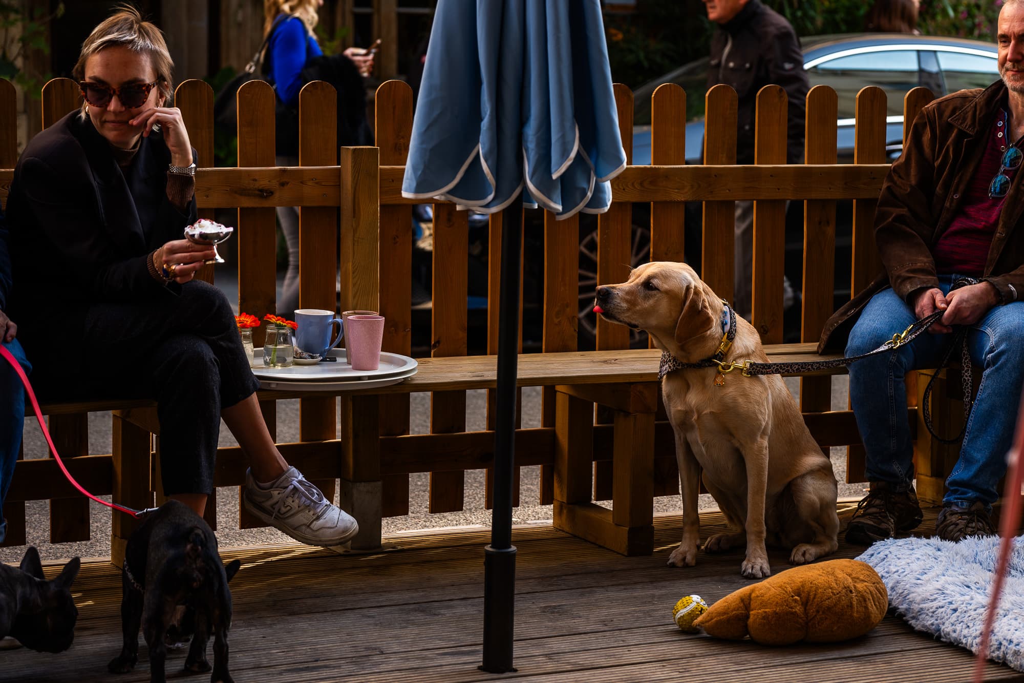 Dogs photo 9