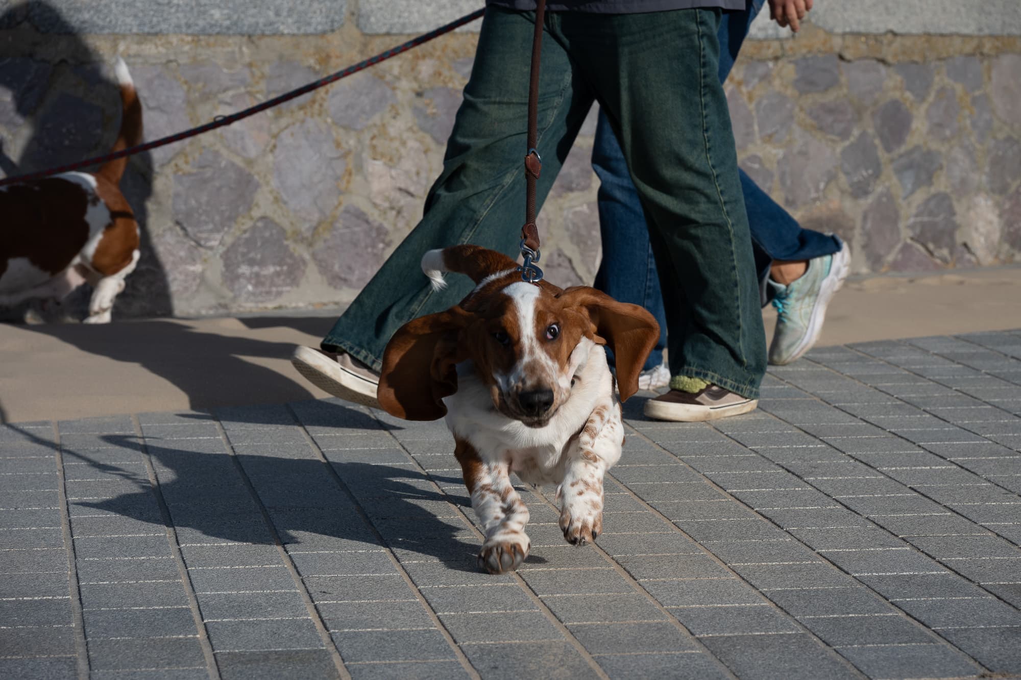 Dogs photo 11