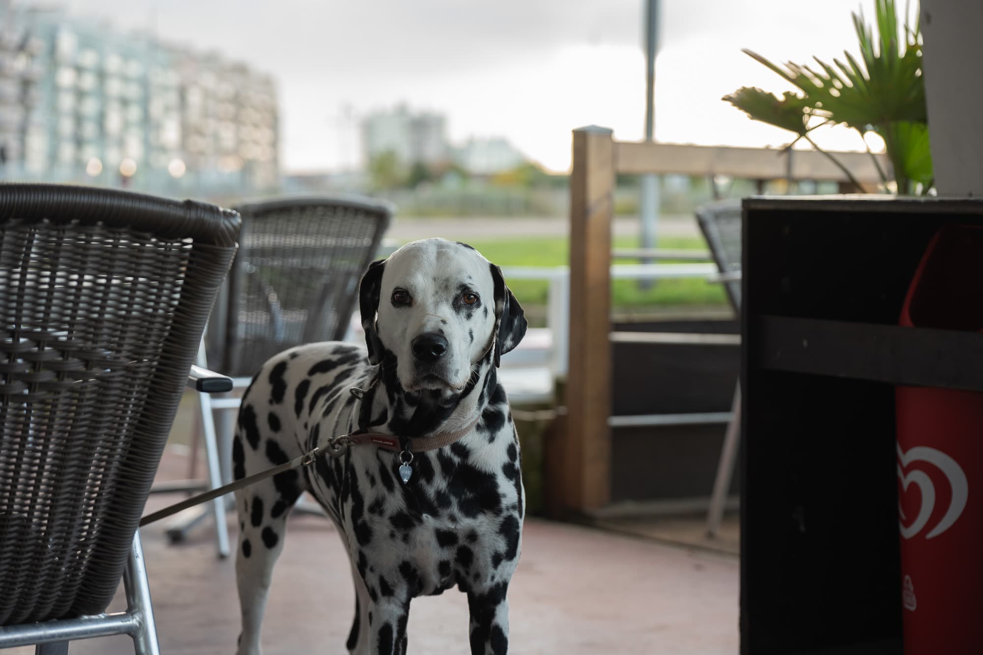 Dogs photo 12