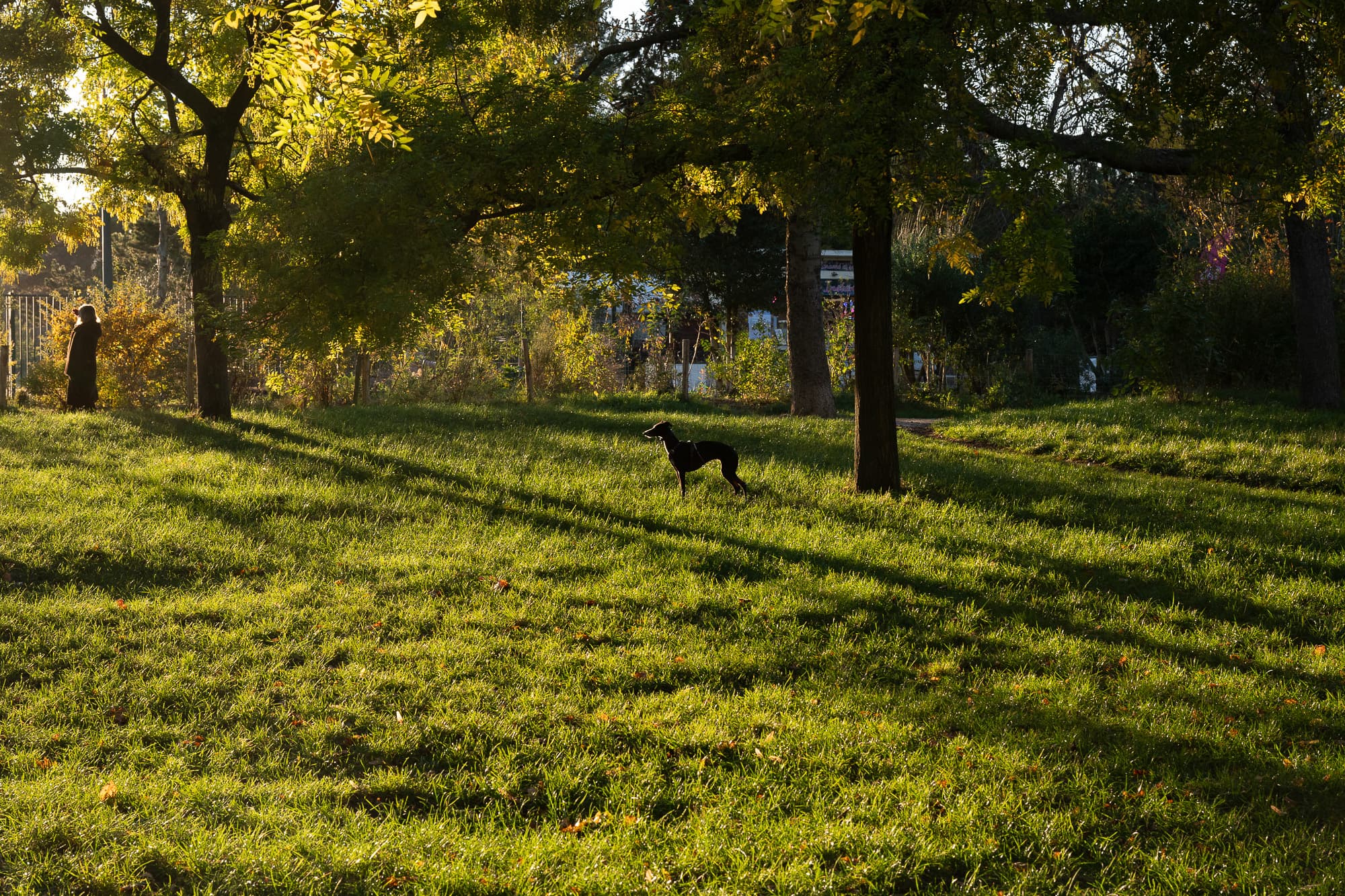 Dogs photo 13