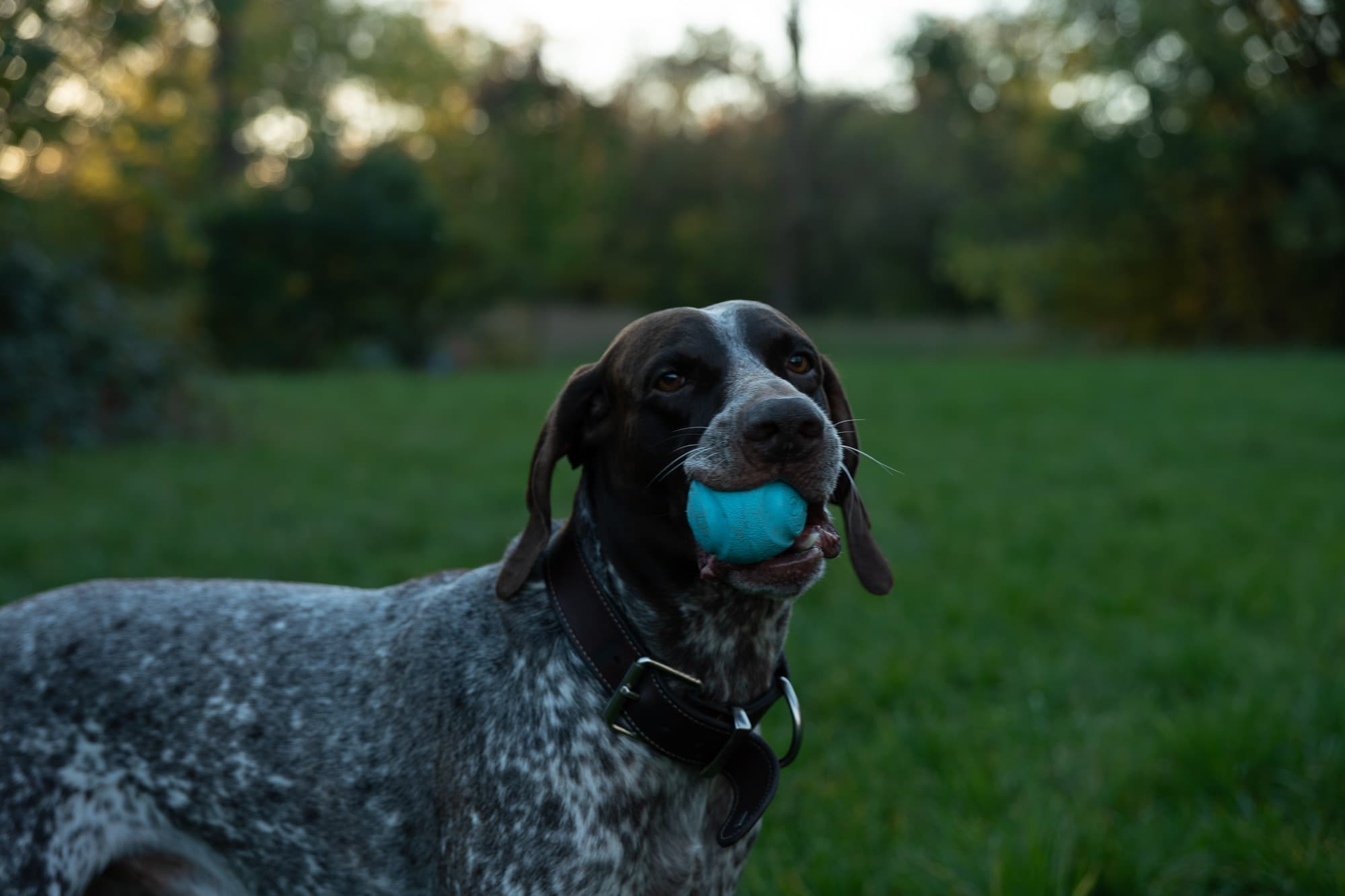 Dogs photo 14