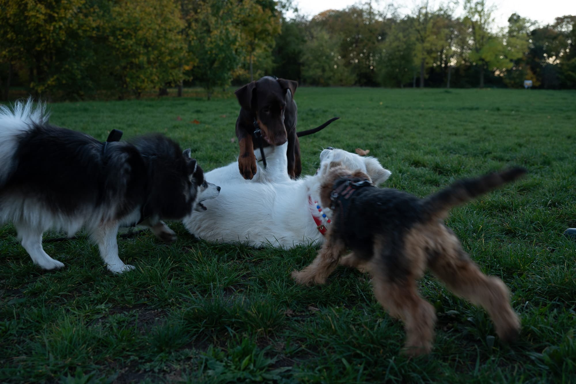 Dogs photo 15