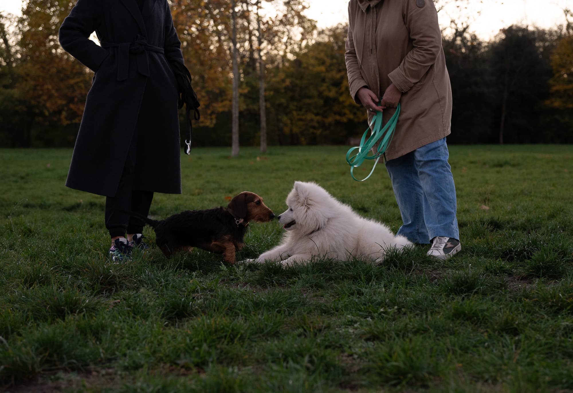 Dogs photo 16