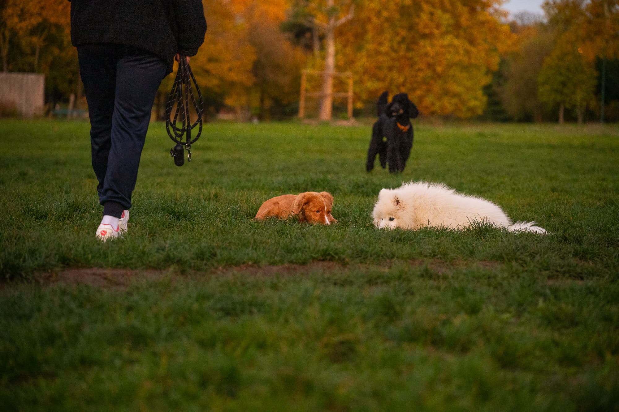 Dogs photo 17