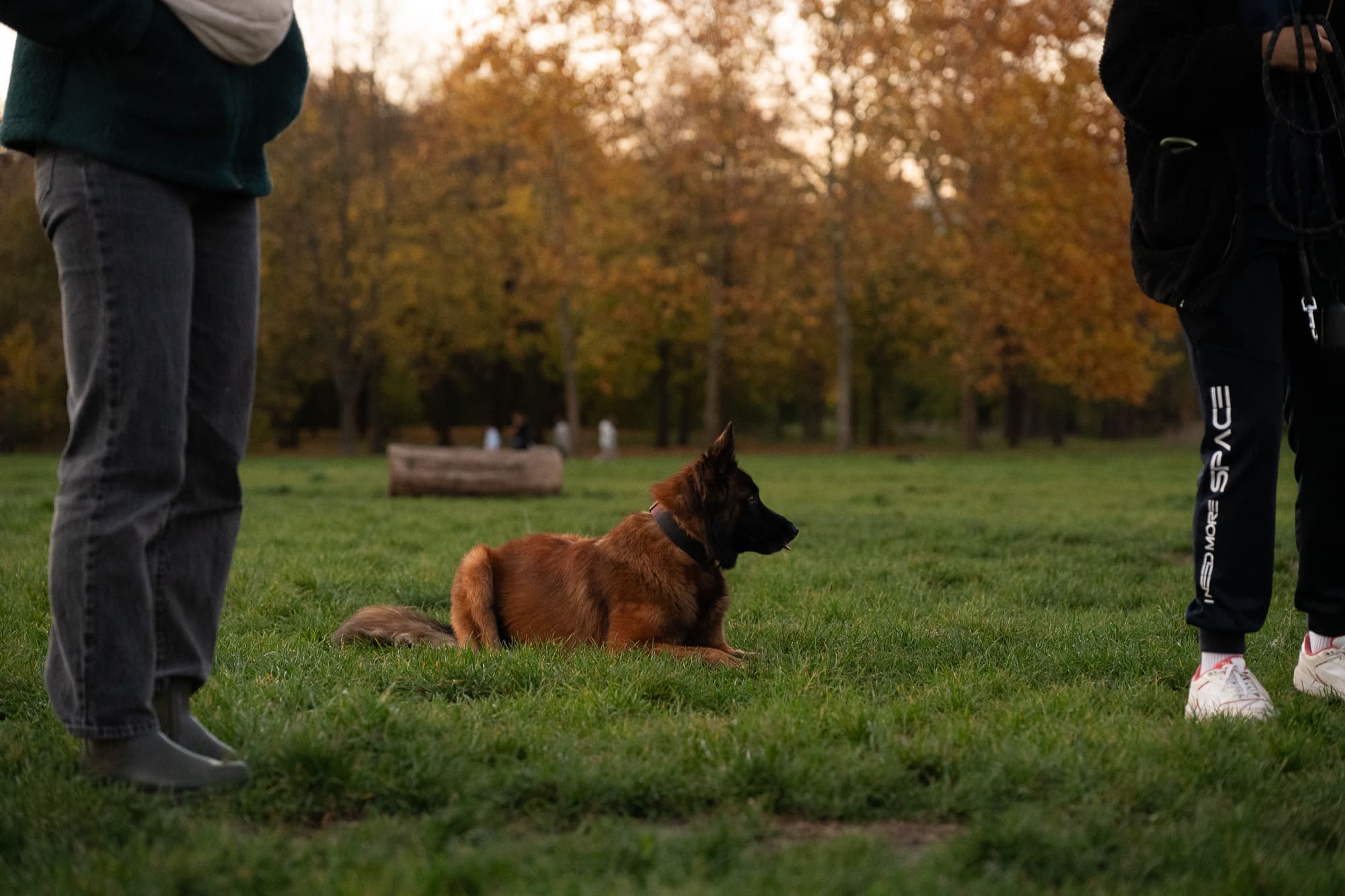 Dogs photo 18