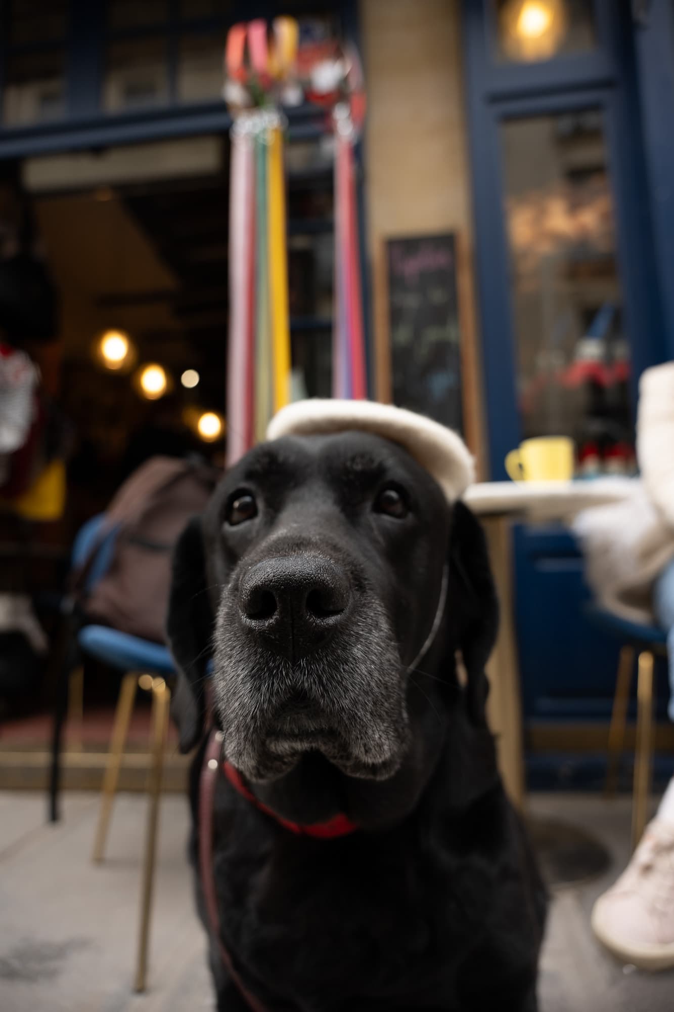 Dogs photo 19