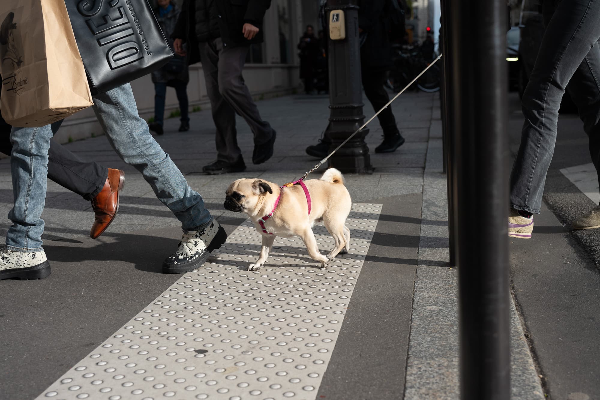 Dogs photo 20