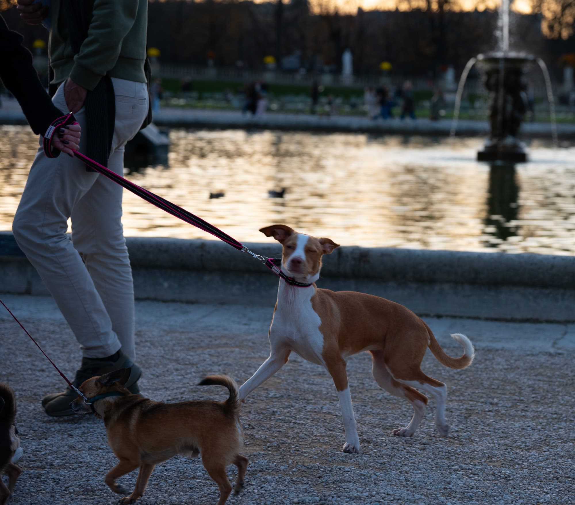 Dogs photo 21