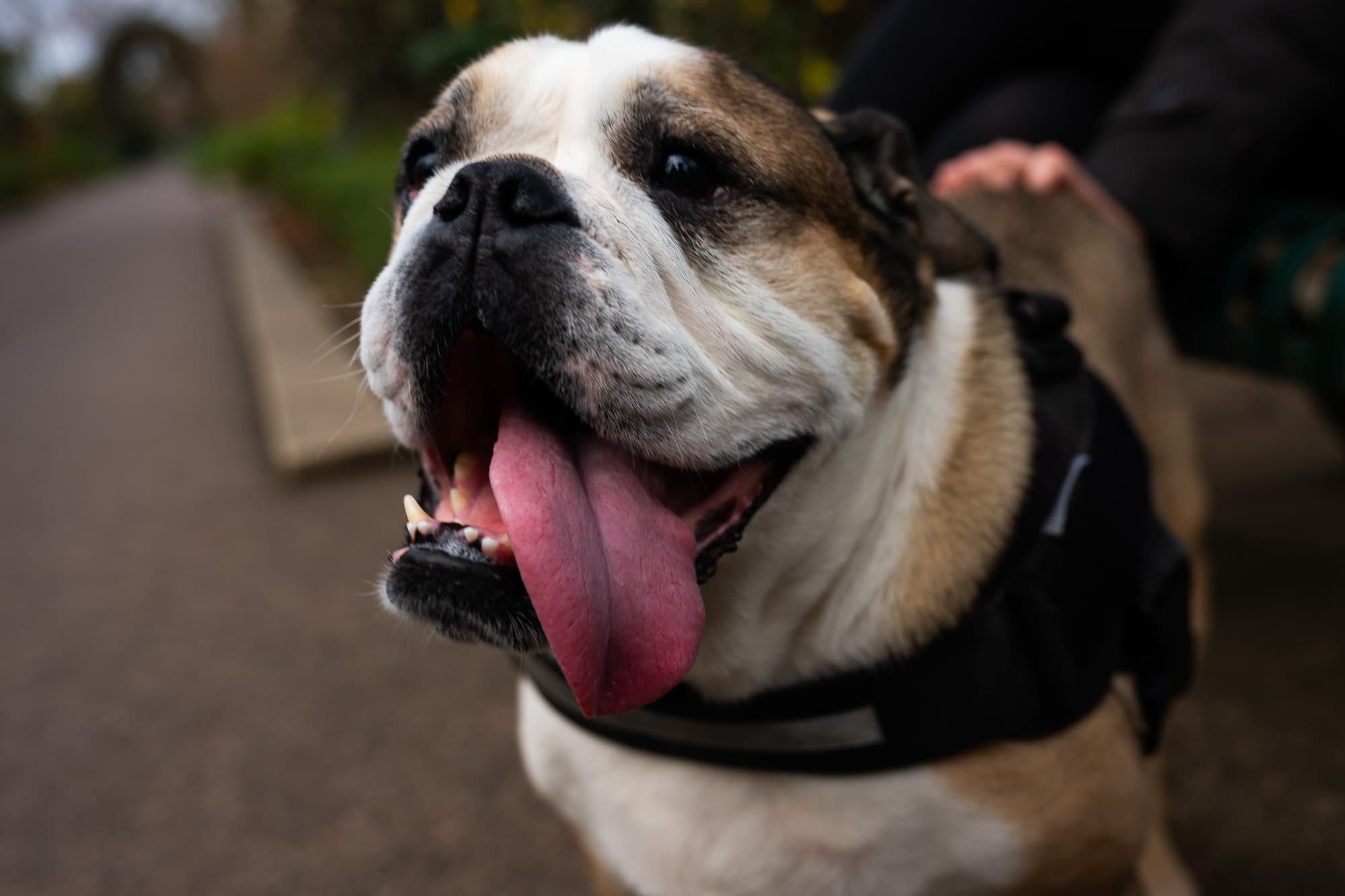 Dogs photo 23