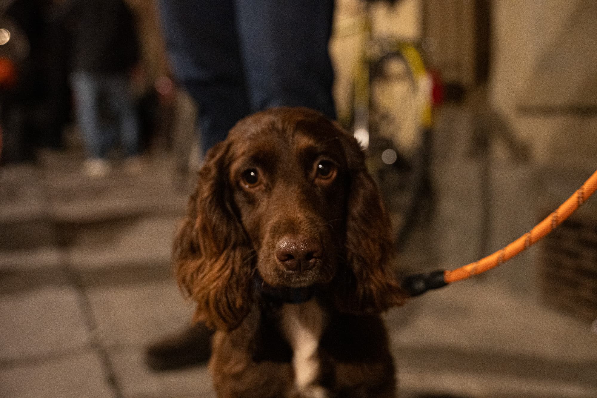 Dogs photo 24
