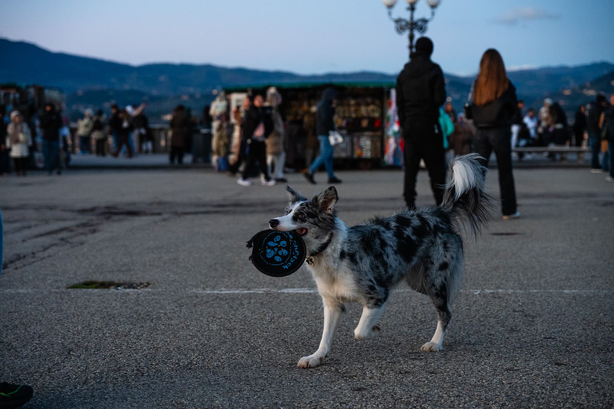 Dogs photo 25
