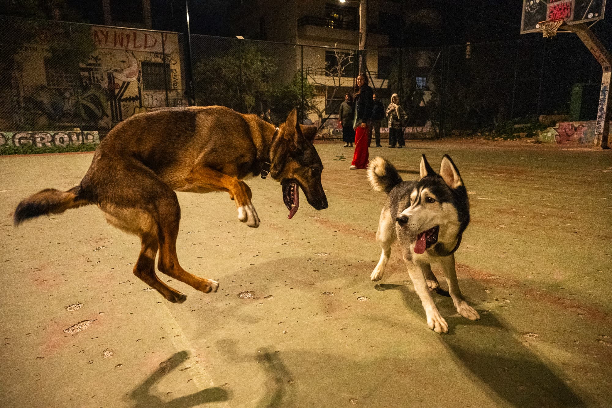 Dogs photo 26