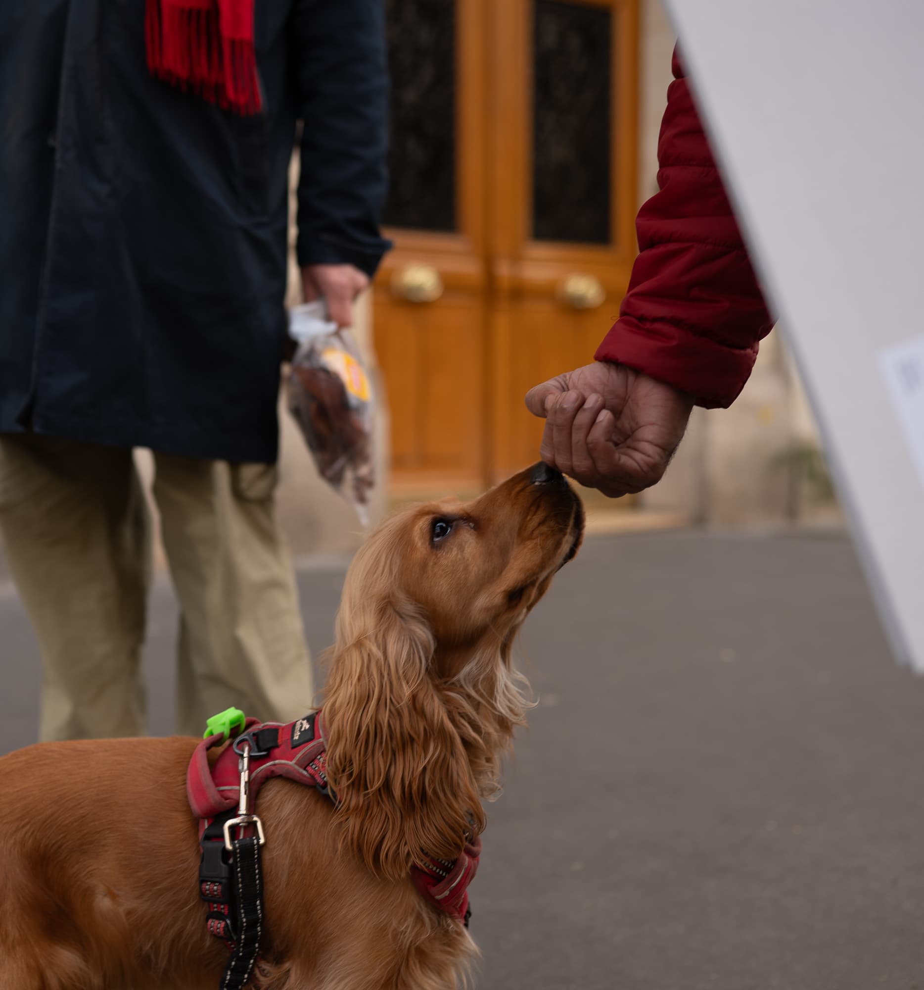 Dogs photo 27